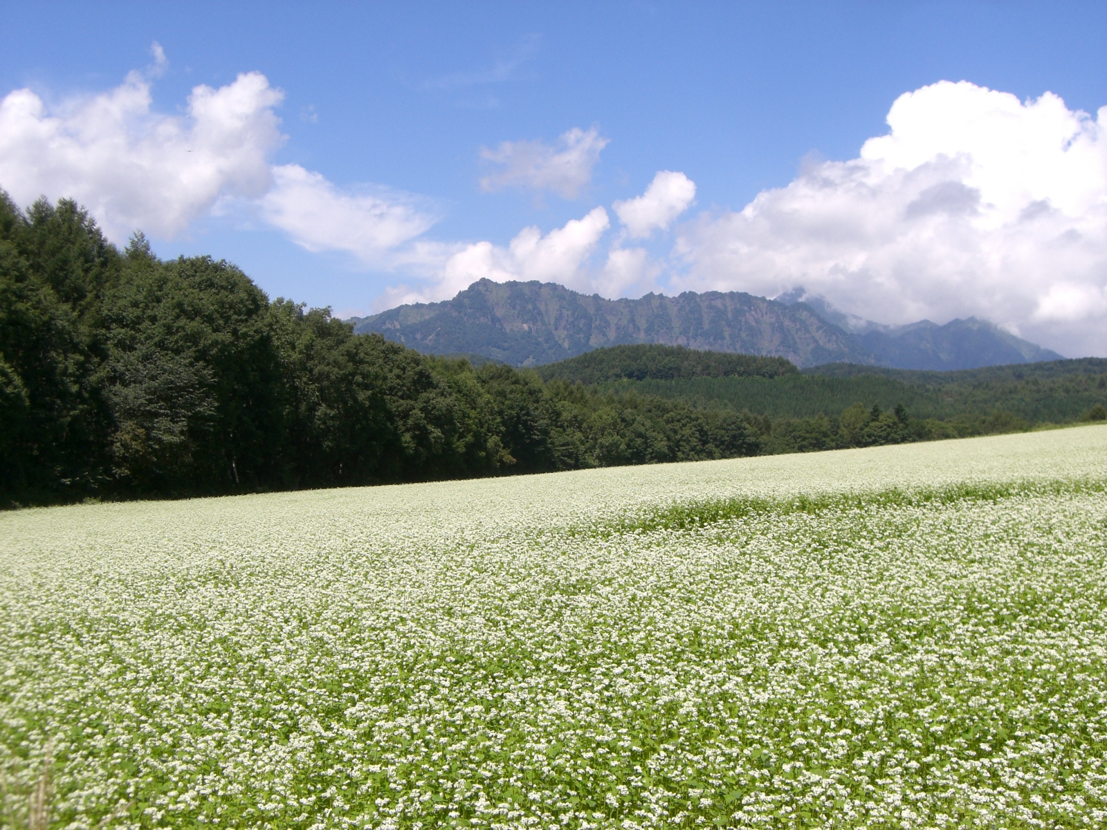 戸隠のそば畑と戸隠連峰