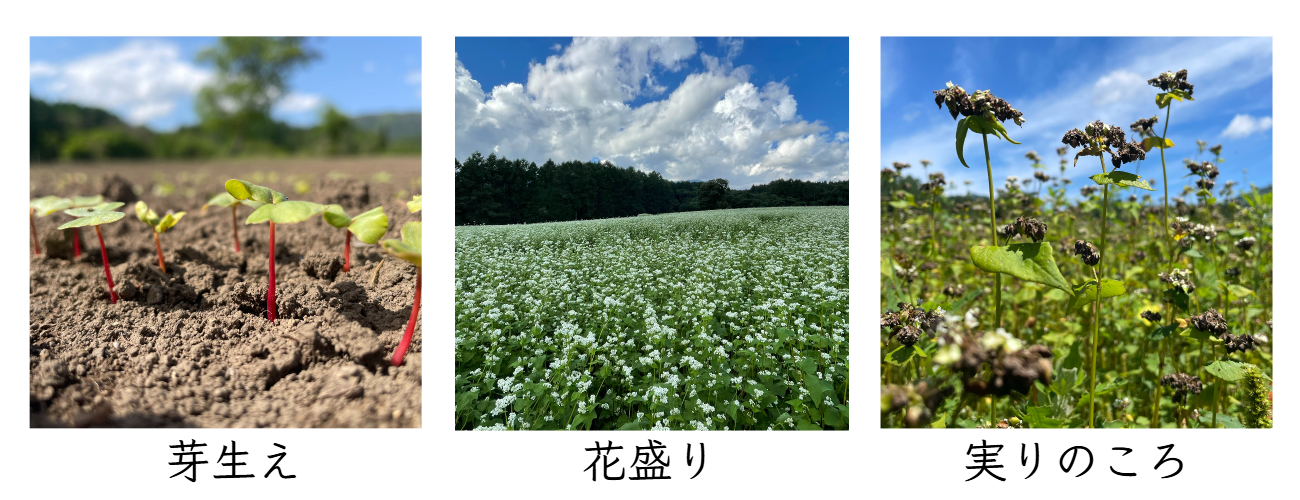 そばの栽培