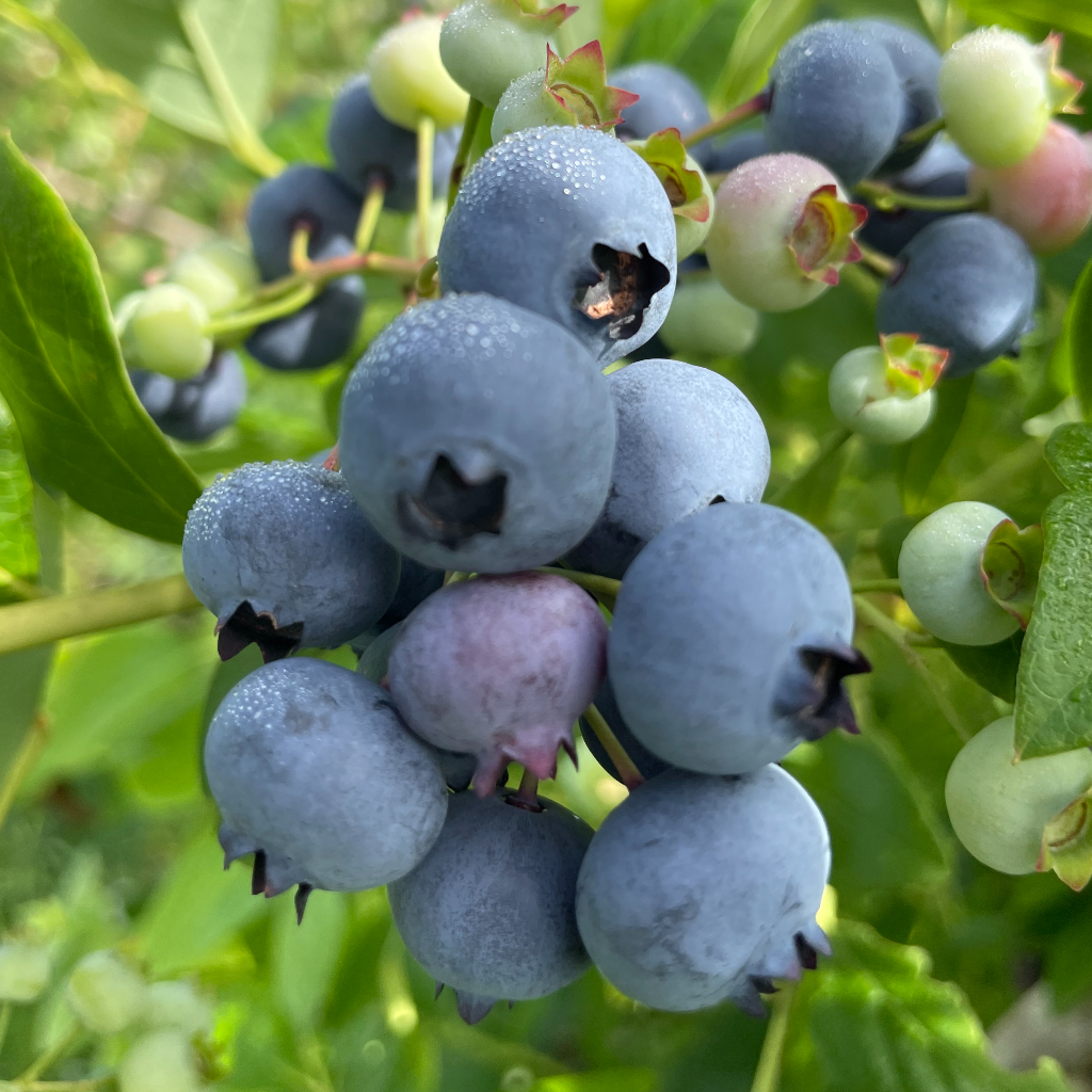 戸隠自社農場のブルーベリーコンポート 140g 公式通販ショップ 蕎麦の