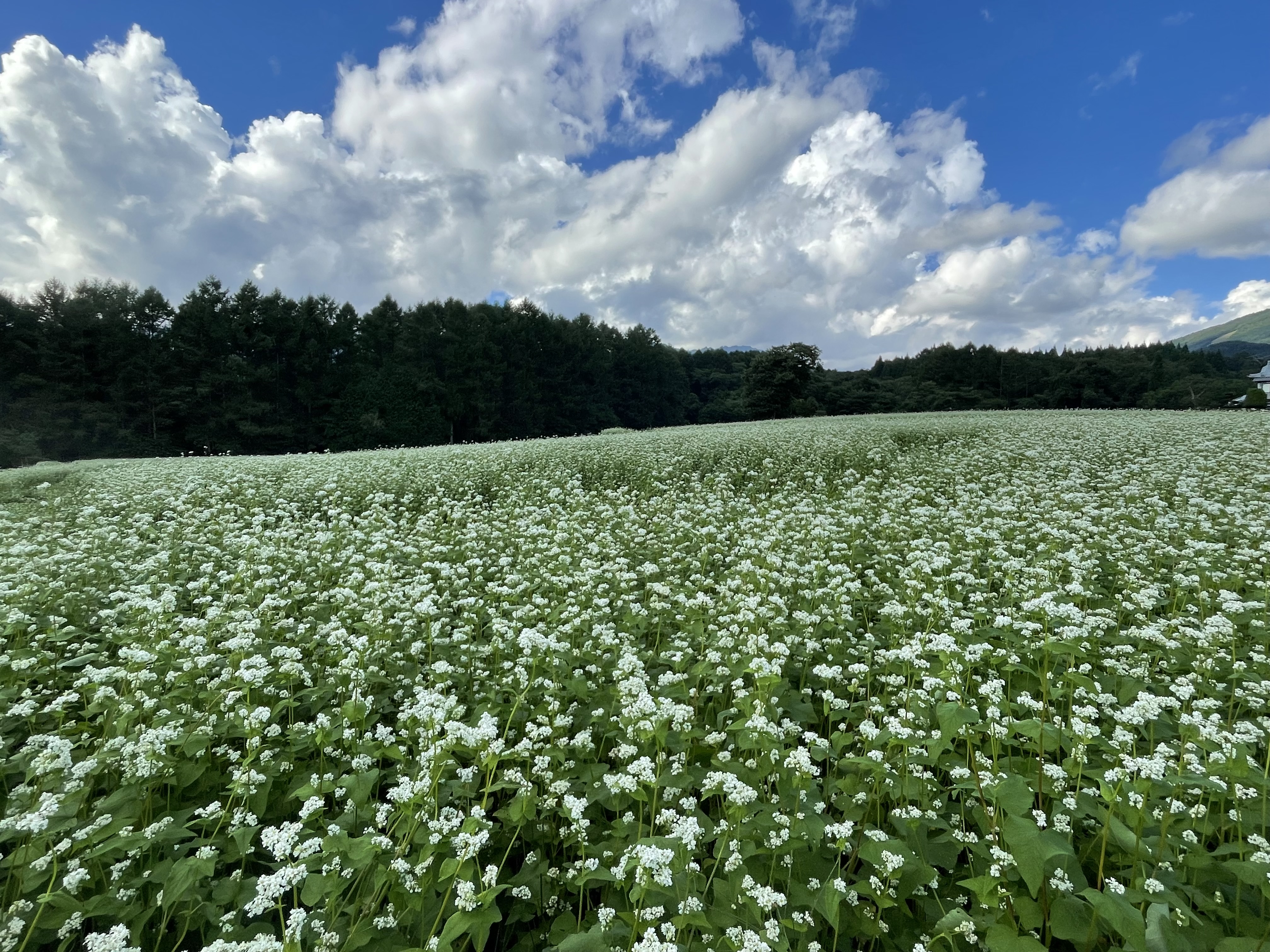 白いそばの花が咲く戸隠の畑